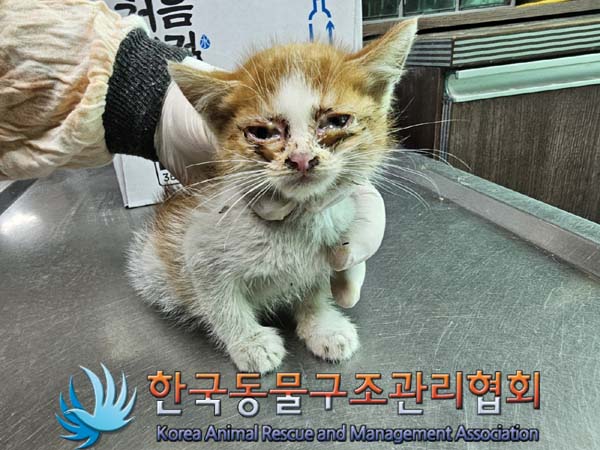 종료(자연사) 한국…